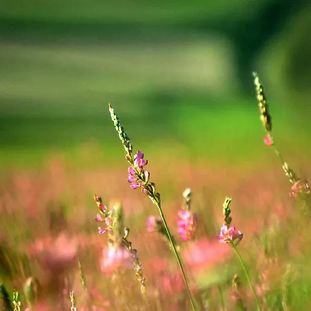 Bed & Relax Sinestesia 3*