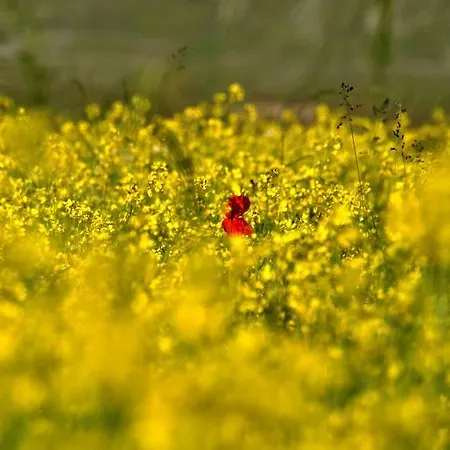 Alojamento de Acomodação e Pequeno-almoço Bed & Relax Sinestesia