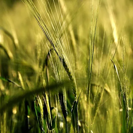 Bed & Relax Sinestesia Alojamento de Acomodação e Pequeno-almoço Precicchie