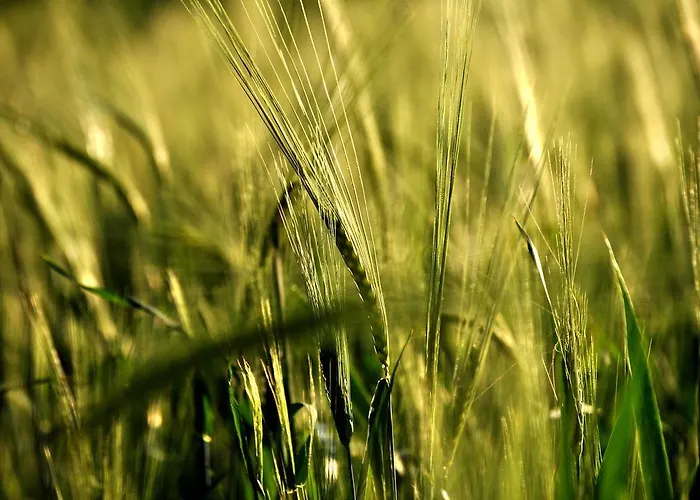 Bed & Relax Sinestesia Bed & Breakfast Precicchie